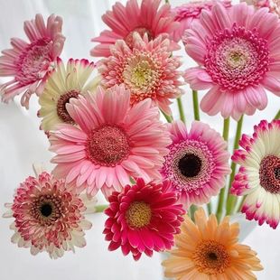 ���޾�С�r���r��Դ�^����ֱ�l�r�л����廨���L���ں��B��