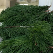 现货速发圣诞树天竺少女松水培绿植圣诞花材懒人易养圣诞花环