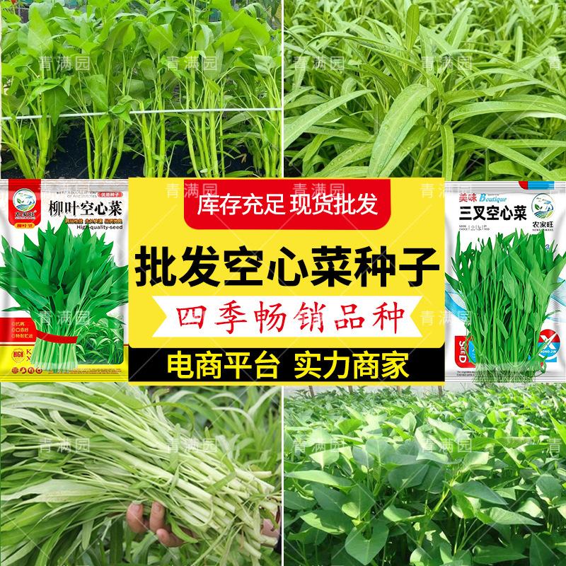 Three-Fork Water Spinach Seeds, Macaroni Seeds, Easy to Grow in All Seasons, Balcony Potted Large-Leaf Water Spinach Seeds