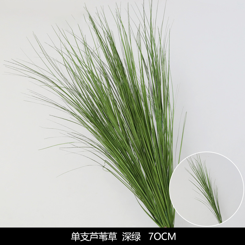 Reed