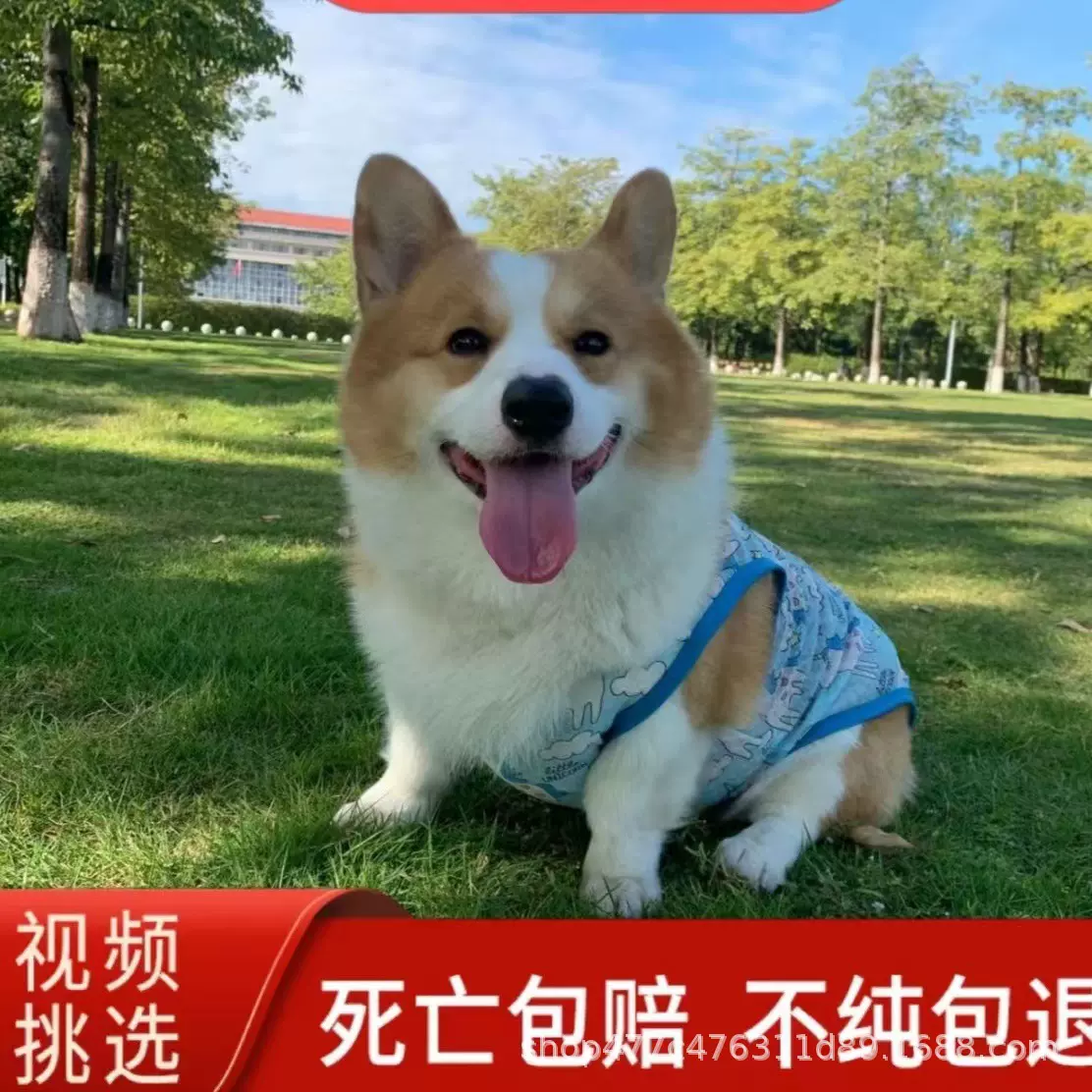 纯种柯基幼犬中华田园犬双色柯基三色柯基小短腿柯基幼犬家养犬出