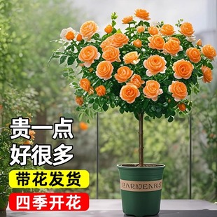 �¼��������ش����Ϙ䘶ͥԺ�Gֲ�҃Ȼ������Զ�ɫ���B��֭�̨