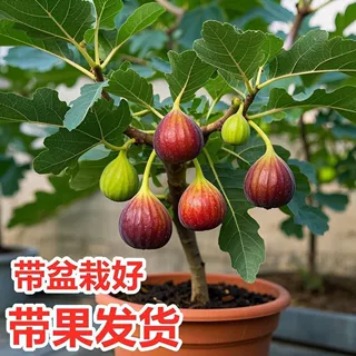 正宗波姬红大棵花卉四季盆栽盆景绿植可食用室外阳台庭院好养耐热