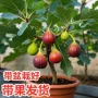 食用正宗庭院室外绿植