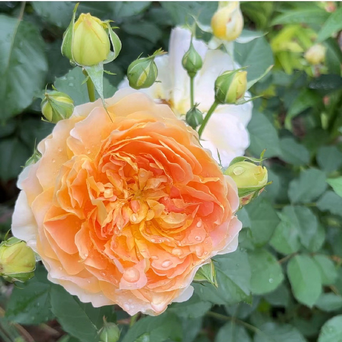 매직 글로리 [큰 꽃 향기] 샤오미아오