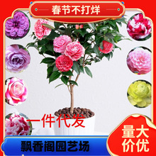 һ�����l�軨����ɽ�軨�����辰�Gֲ�ﻨ���^��ͥԺ�̨�Nޱ