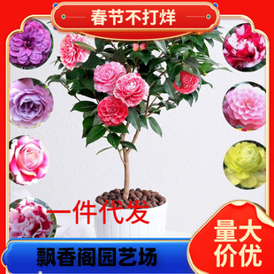 һ�����l�軨����ɽ�軨�����辰�Gֲ�ﻨ���^��ͥԺ�̨�Nޱ