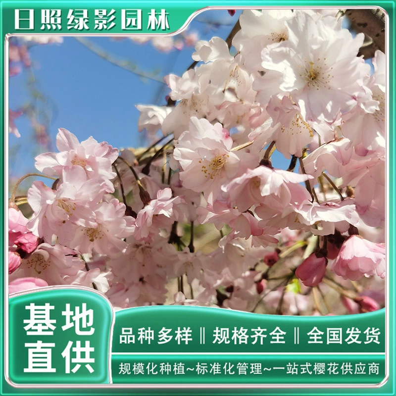 Восьмикратная красная ветка, висящие Саженцы вишни, предлагает происхождение вишни Шаньдун 7 см, восьмикратная красная ветка, висящая в цвету вишни, где продавать