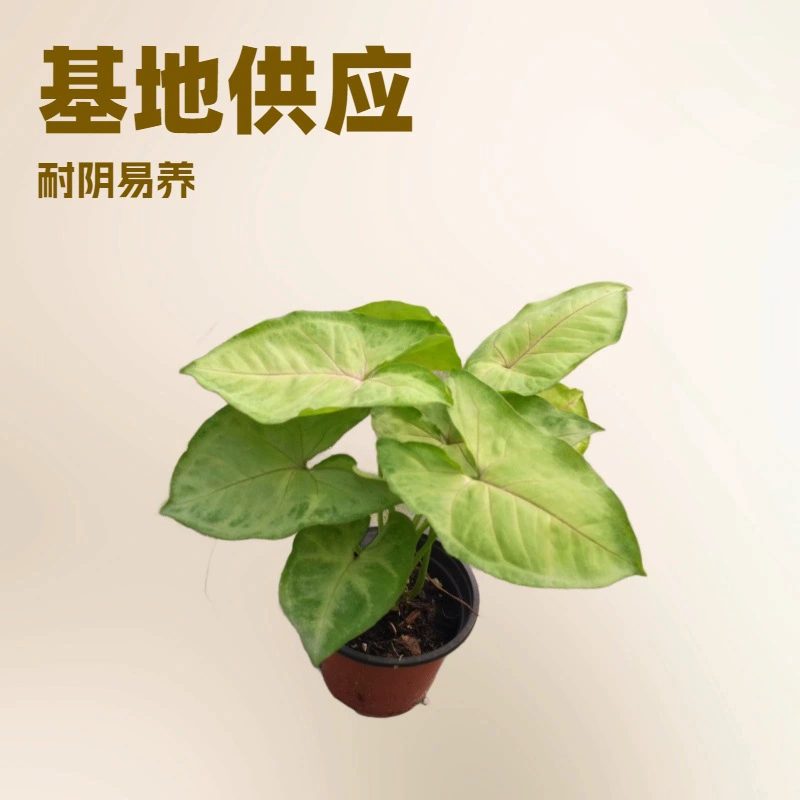 Базовые поставки офисный домашний рабочий стол для просмотра листьев зеленое растение Gold Boy synactone A90 Cup мини в горшках оптом