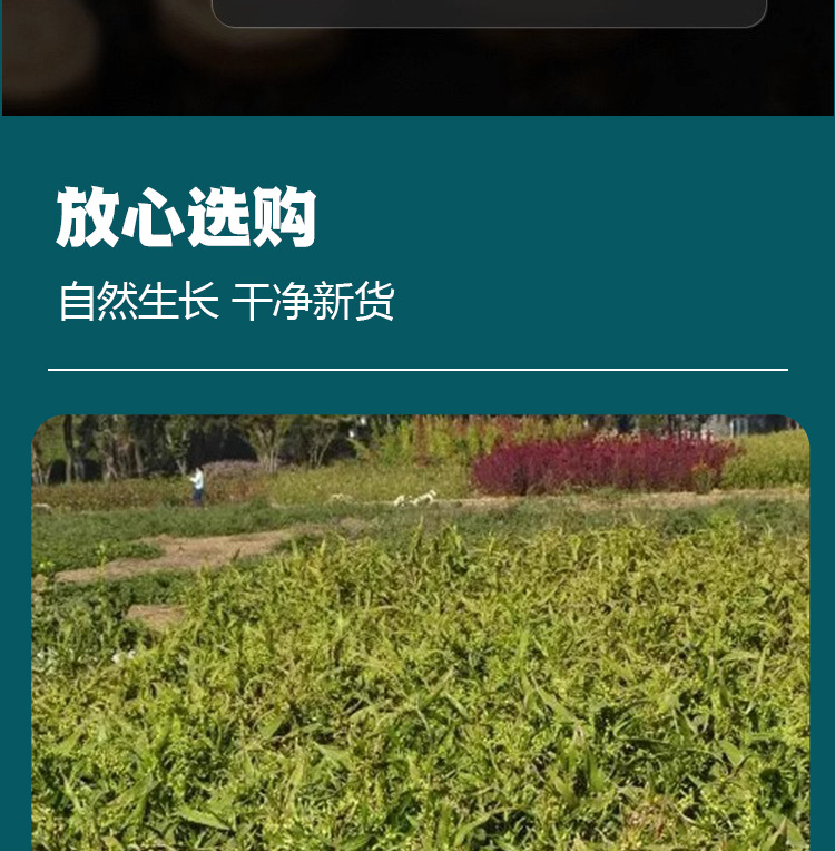 Tao Ren (Peach Kernel / Semen Persicae) — Peeled Food-Herb Seed, 500g, Powdering Available key features