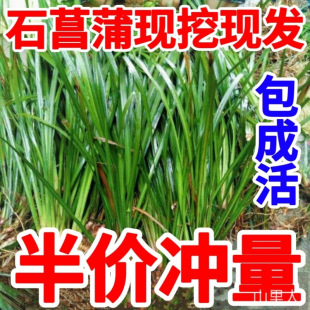 Green Plants with Stones, Acorus with New Products, Fresh Roots, Hydroponic Bonsai, Outdoor Fish Farming, Red Heart, Lazy Red Skin, Indoor