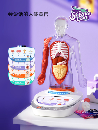 Scientific Canned Human Anatomy Model Organs Detachable Children's Teaching Toy Our Body Speech Encyclopedia