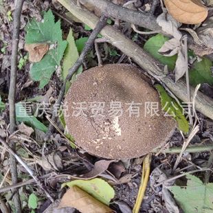 1������؛��Ʒ�R������R��,�Rƨ��,�R�Ͼ�,�ҹ�,�Rƨ��ţʺ��