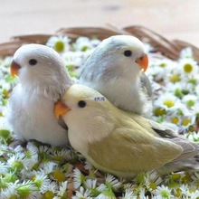 ��ɫĵ���W�^���B�������B�H��ճ�˺����ֵĿɐۻС�͌���