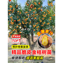 ��Ƥ��ۘ�������Ԏ�����ʳ���ļ��������ӹ����҃���͏d�Gֲ��