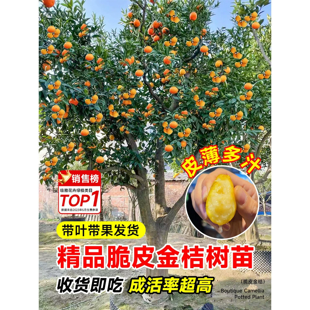 Хрустящие саженцы кумкватов в горшках с фруктами, съедобные четырехсезонные хрустящие саженцы медовых апельсиновых фруктов, зеленые растения для гостиной в помещении и на открытом воздухе