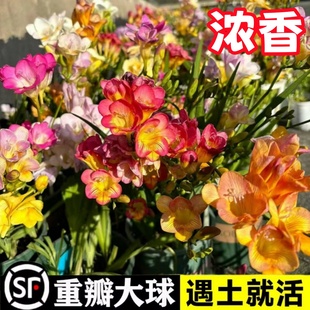 Freesia Fragrant Snowflake Bulbs Mixed Color Four-Season Flowering Imported Double-Petaled Extra-Large Ball Flowers with Buds Potted Seeds