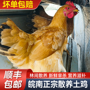 �F��1������ĸ�u 3�����Ҳ�����K�����u ����ɢ�B�x���u��S���]