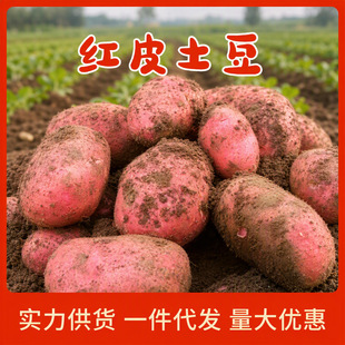 ��ϼtƤ���� ���l9�����r�F���R������푪���߲˴�����a��ֱ�l