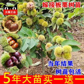 板栗苗树嫁接地栽南方北方种植大红袍当年结果特大板栗树果树果苗