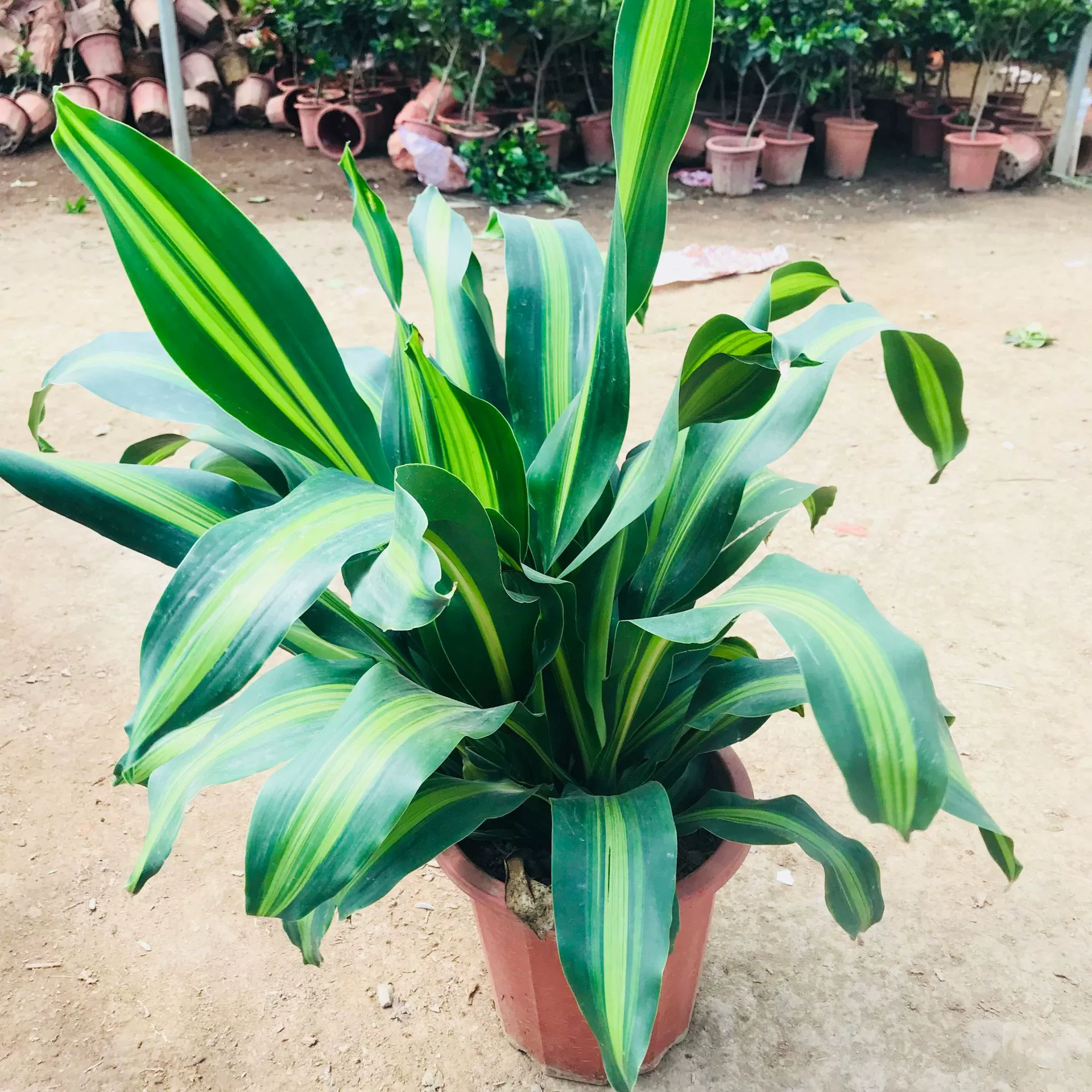 Продажи Теплиц Зеленые Растения Цветы Крытый Гостиная Офис Пномпень Бразилия Железное Дерево В Горшке Золотое Сердце Йеменский Железный Горшок Завод