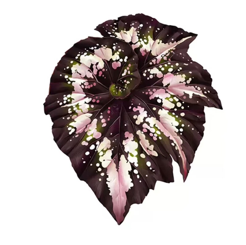 植物の魔法】熱帯の珍しい植物のアイデアの緑の植物の冷蔵庫は緑の植物の装飾の植物のシリーズの冷蔵庫を貼って貼ります。|undefined