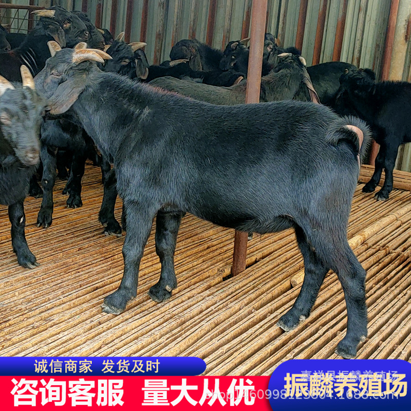 黑山羊羊羔 肉羊价格 羊羔市场行情分析 养羊利润及效益 育肥羊