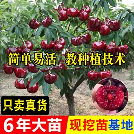 盆栽;种子;园林果树