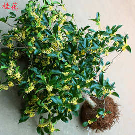 四季桂花苗盆栽流苏嫁接金桂花树苗 绿化工程苗木造型丹桂