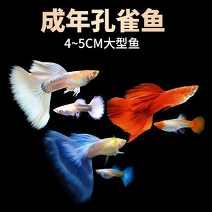 �^�p��ȸ�~���w�ᎧС�͵�ˮ���B�ͻ��F�߶��Pβ�~�猙����ĸ��ֳ