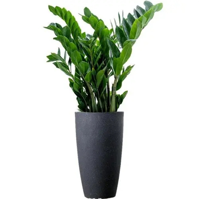 Money Tree Potted Indoor Plant, Large Living Room, Easy to Grow, Green Plant, Money String, Small Fortune Tree Bonsai