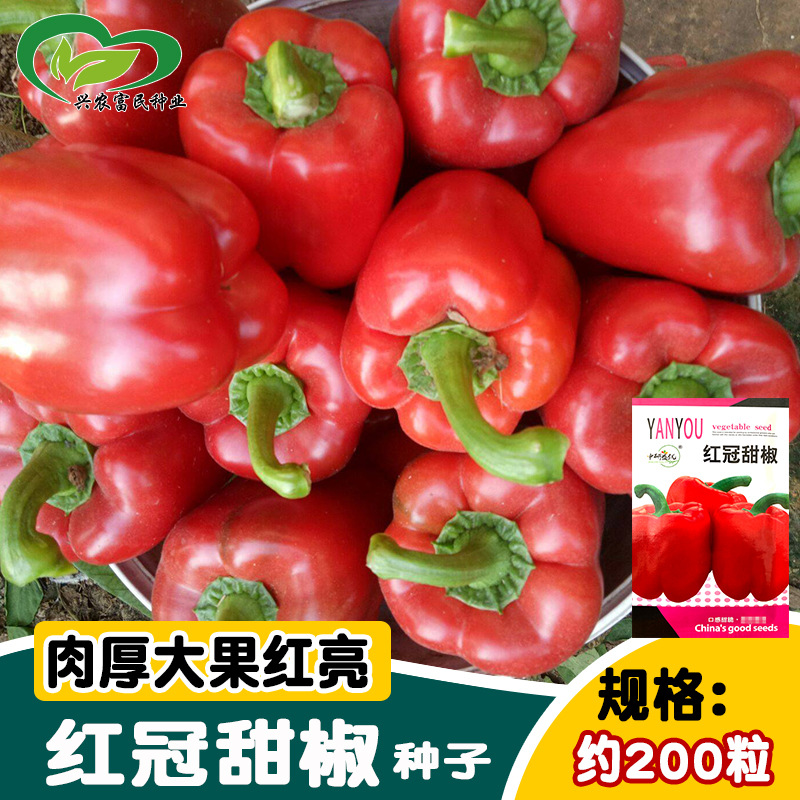 研优红冠甜椒种子 大果皮厚青椒天椒红灯笼椒种子 菜园农家盆栽