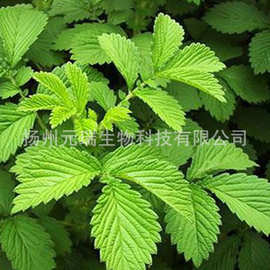 直供植物提取液仙鹤草提取液仙鹤草提取物日化用品原料生物提取液