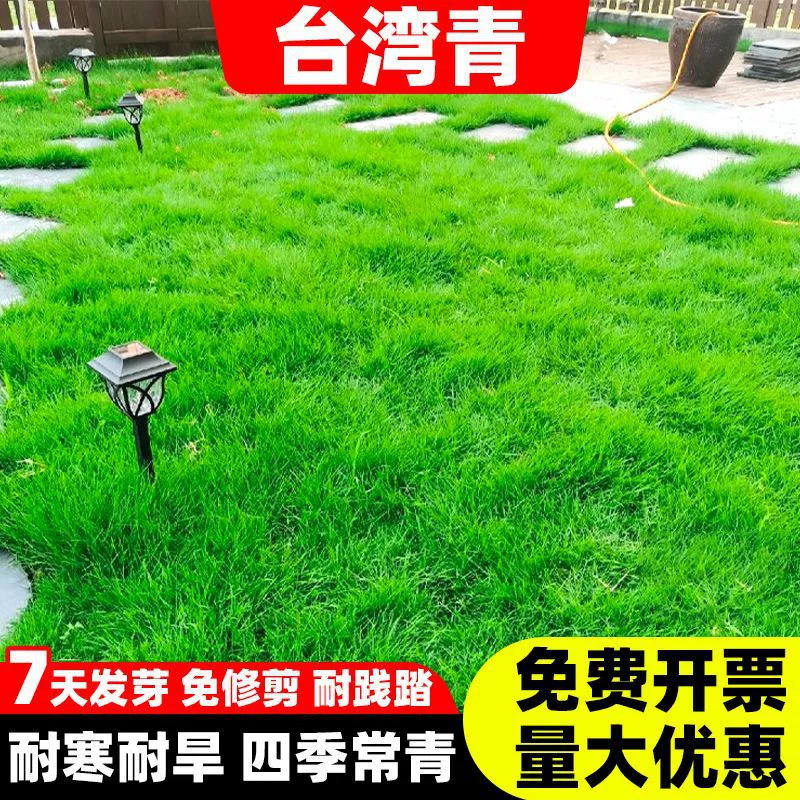 Семена газонной травы Тайвань № 2, четырехсезонные зеленые семена газонной травы St. Augustine, семена тайваньской травы, семена зеленой тайваньской травы.