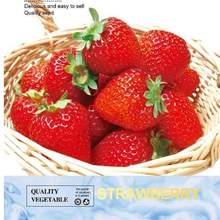 小包美人椒种子水果黄瓜麒麟西瓜奶油草莓籽羊角蜜甜瓜种子