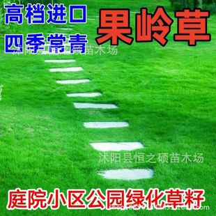 Wholesale Base for Courtyard Greening Lawn, All-Season Green Turf, Manila, Putting Green Grass, Bermuda All-Season Evergreen