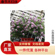 һ�����l�ٱ��¼����ٴ����Nޱ���������̨ͥԺ��Ԯ����