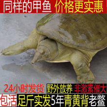 【下单就发】外塘大甲鱼鲜活食用体中华鳖苗放养卤味麻辣甲鱼宰杀