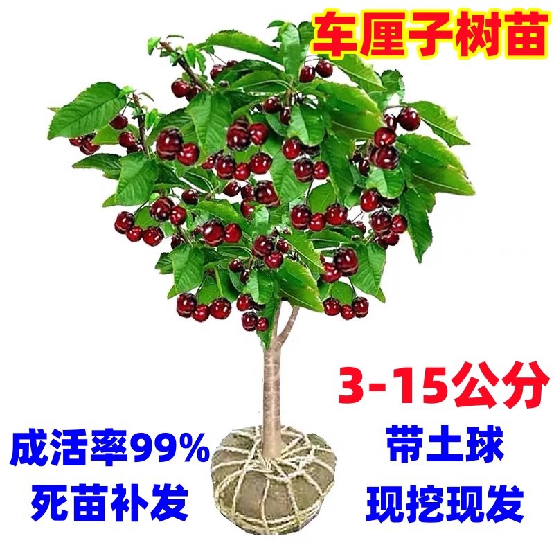 车厘子树苗南方北方种植盆栽庭院果树矮化大樱桃树苗带土当年结果