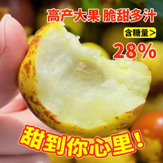 枣树活苗果树南方北方带土球种植嫁接冰糖枣特大超甜沾化冬枣苗树