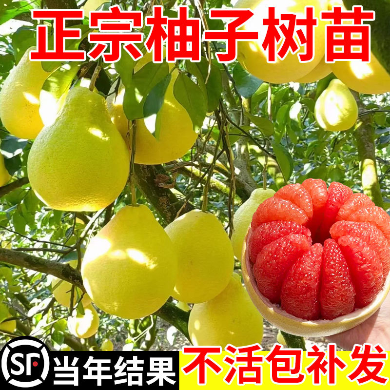 柚子树苗果树果苗特大号红心蜜柚庭院嫁接大树苗南北方四季好养