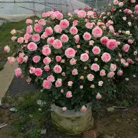 盆栽;种子;花盆容器