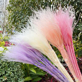 永生花羽毛草针茅草永生长羽毛草梦幻草迷雾草婚庆花材厂家直销