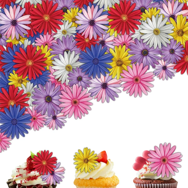 Colorful daisies 65 flowers/box