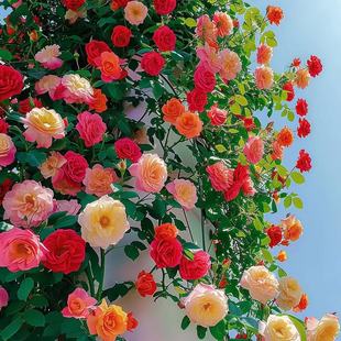 Climbing Rose Rose Flower Seeds Rose Flower Seeds Flower Seeds Blooming in All Seasons Potted Garden Ornamental Plants