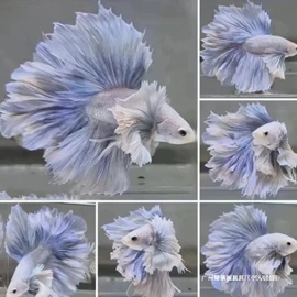 童T恤;积木类;动漫服