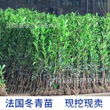 苗木 绿化工程 园林 法国冬青 青珊瑚 道路园林绿化工程 量大从优