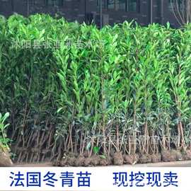 苗木 绿化工程 园林 法国冬青 青珊瑚 道路园林绿化工程 量大从优