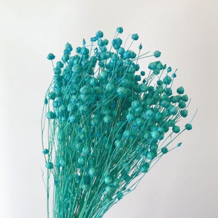 블루 아카시아 콩 15