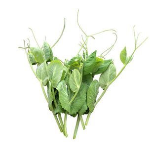 �㶹�N�Ѵ��㶹���߲˷N��ˮ���o��R��С��ѿ���ļ��Nֲ�߲˷N��